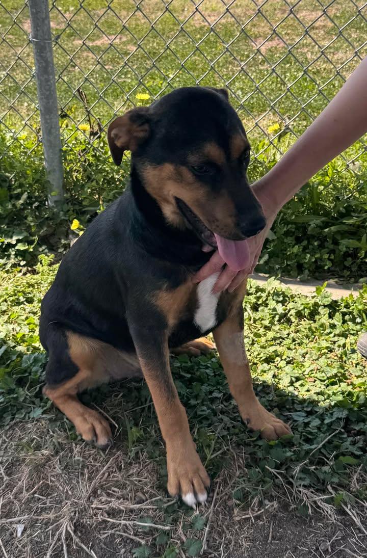 Enlarge Wrangler, a ADOPTABLE mixed breed in Port Lavaca, TX image 4/6