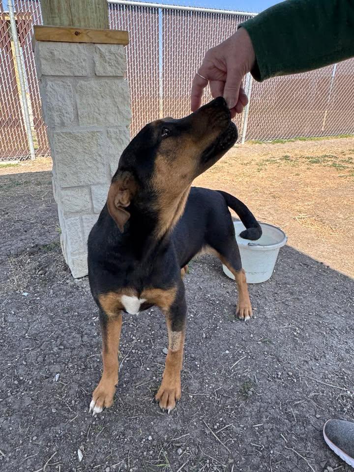 Enlarge Wrangler, a ADOPTABLE mixed breed in Port Lavaca, TX image 3/6