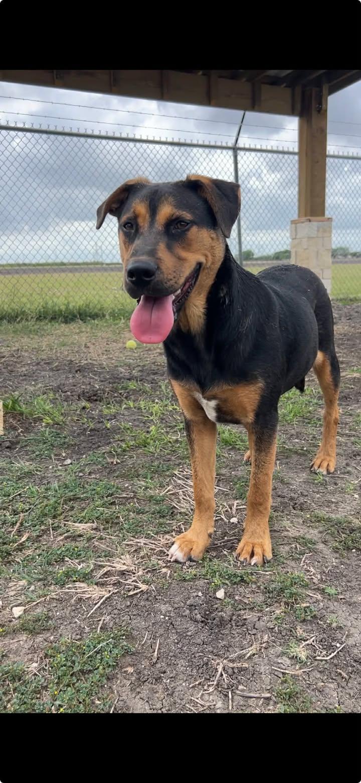 Enlarge Wrangler, a ADOPTABLE mixed breed in Port Lavaca, TX image 1/6