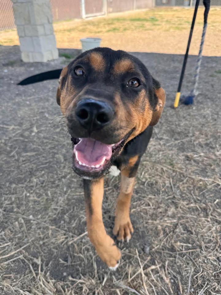 Enlarge Wrangler, a ADOPTABLE mixed breed in Port Lavaca, TX image 1/6
