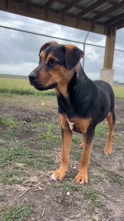 Enlarge Wrangler, a ADOPTABLE mixed breed in Port Lavaca, TX video 6/6