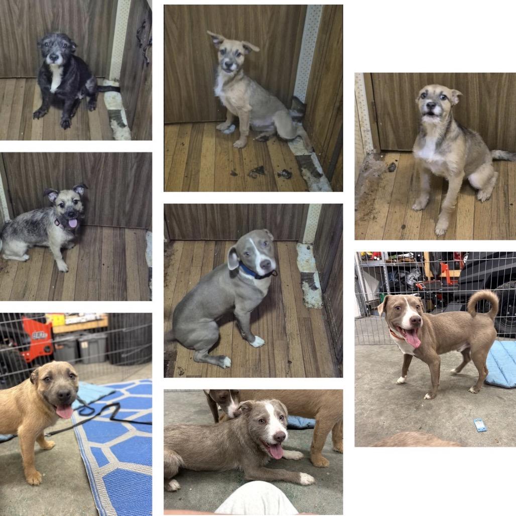 104 (2026) Lilac, Adoptable, Young Female Wirehaired Terrier & Pit Bull Terrier.