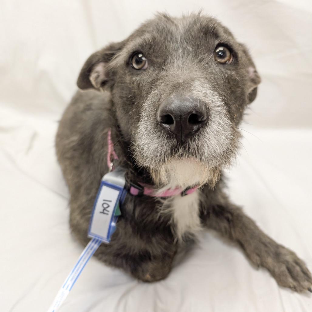 104 (2026) Lilac, a Adoptable mixed breed in Parker, CO image 2/4