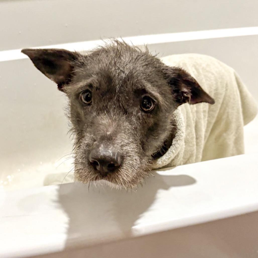 104 (2026) Lilac, a Adoptable mixed breed in Parker, CO image 3/4