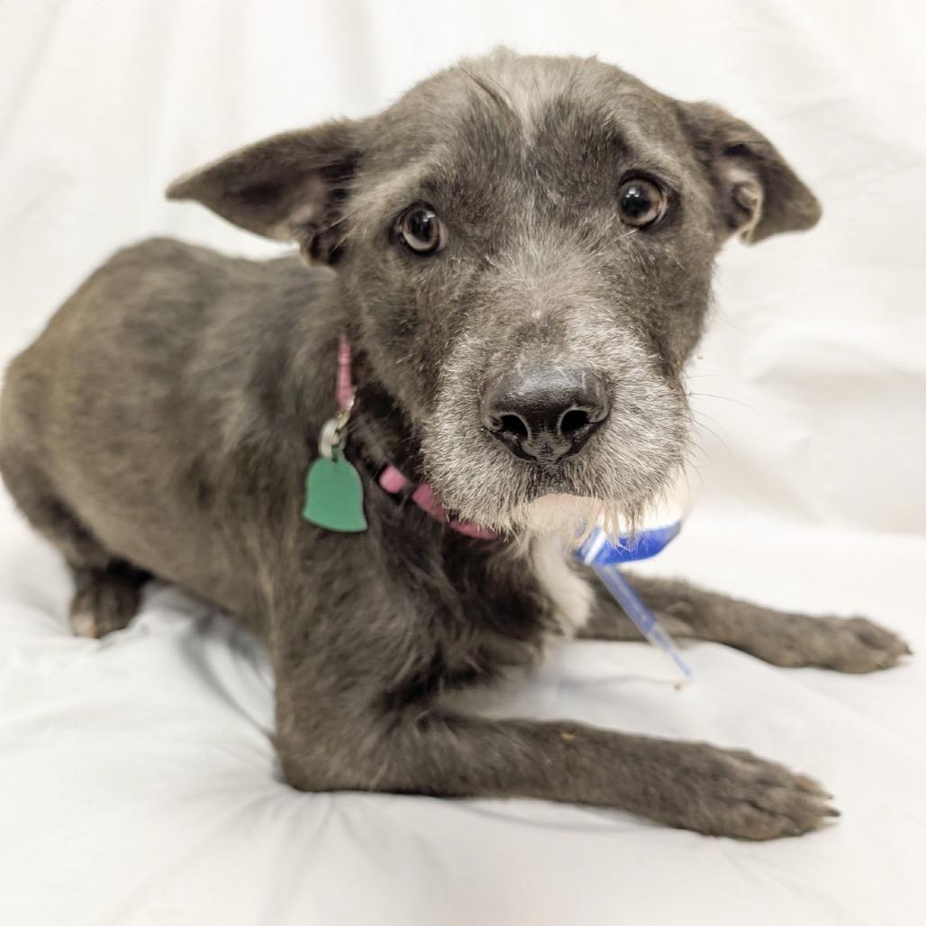 104 (2026) Lilac, a Adoptable mixed breed in Parker, CO image 4/4