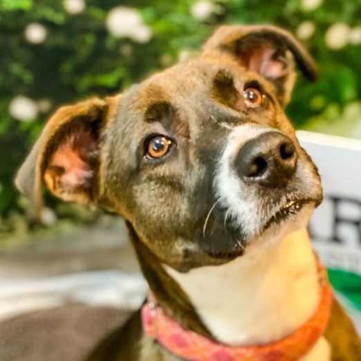 Sharon, Adoptable, Young Female Black Labrador Retriever & Border Collie.