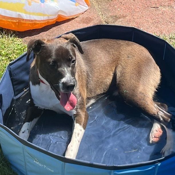 Sharon, a Adoptable mixed breed in Rochester, NY image 2/13