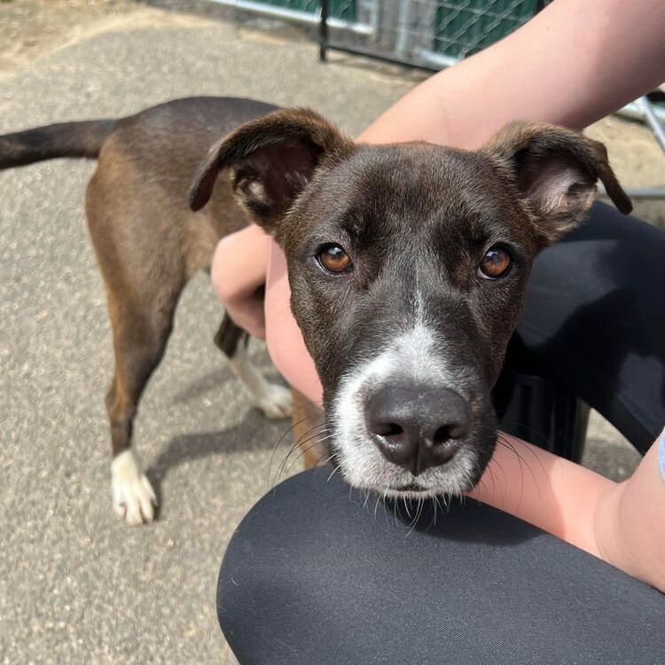 Sharon, a Adoptable mixed breed in Rochester, NY image 3/13