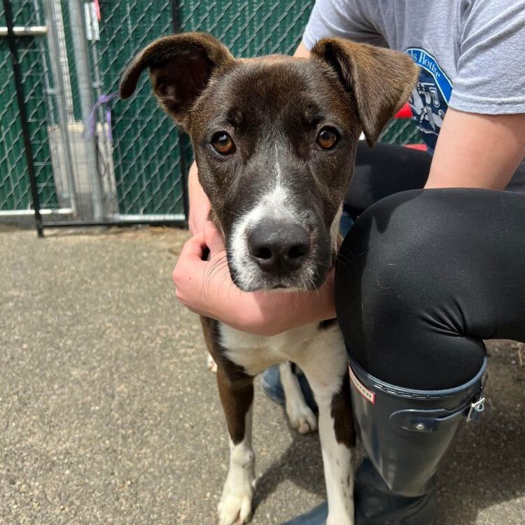 Sharon, a Adoptable mixed breed in Rochester, NY image 4/13