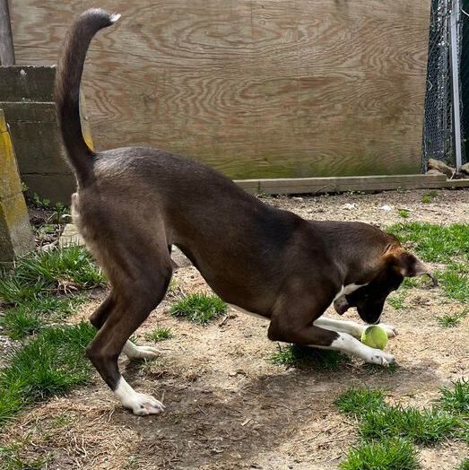 Sharon, a Adoptable mixed breed in Rochester, NY image 5/13