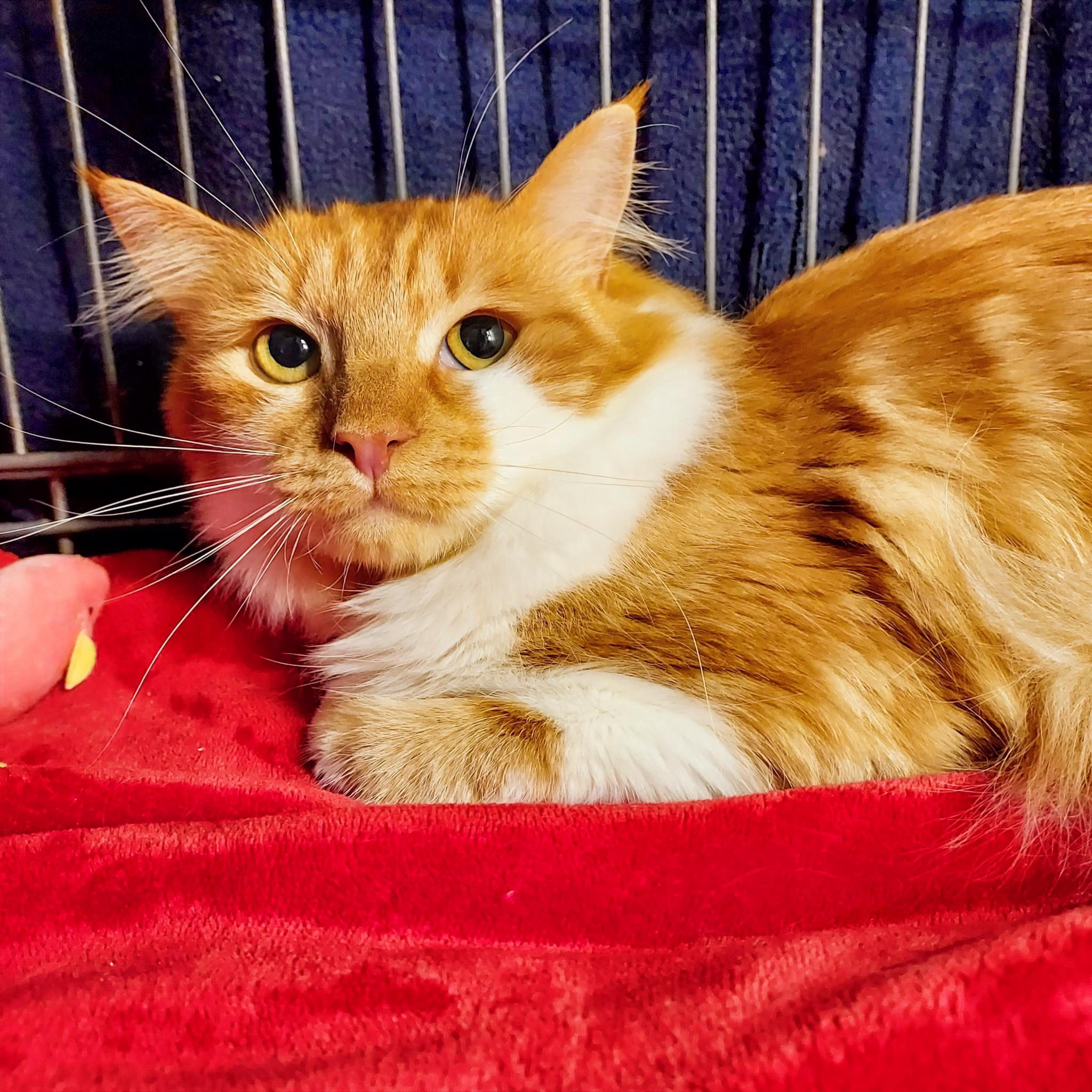 Butterscotch, ADOPTABLE, Adult Male Domestic Medium Hair.
