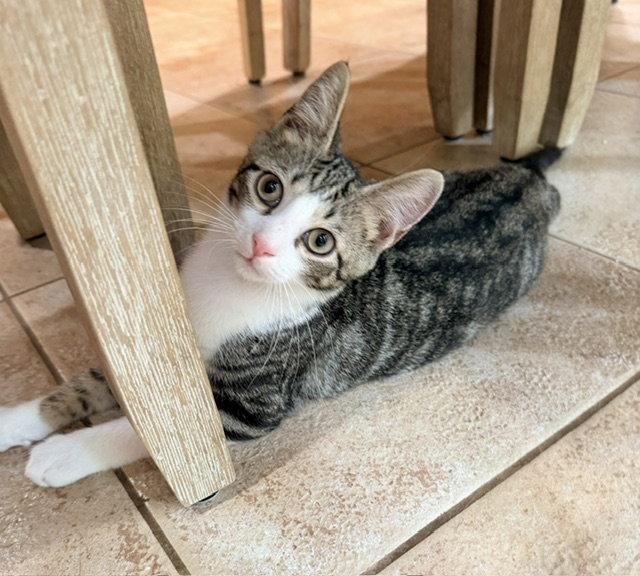 Leopold, Adopted, Kitten Male Tabby & Domestic Short Hair.