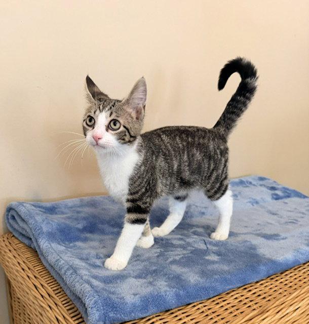 Enlarge Leopold, a Adopted mixed breed in Buford, GA image 3/3