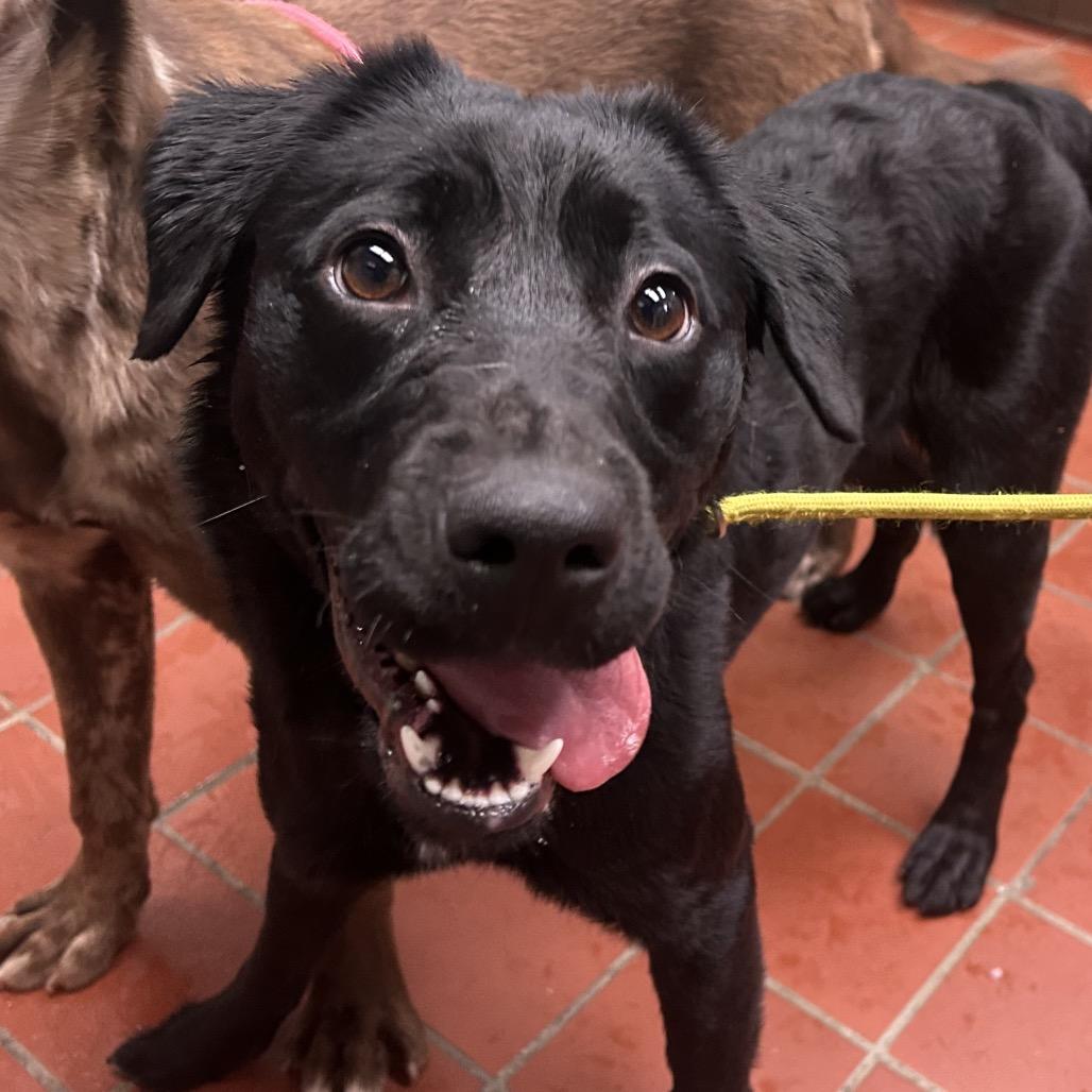 Tilly in NH! Come Meet Our Adoptable Dogs Wed-Sat More info in Bio! , Adoptable, Adult Female Retriever.