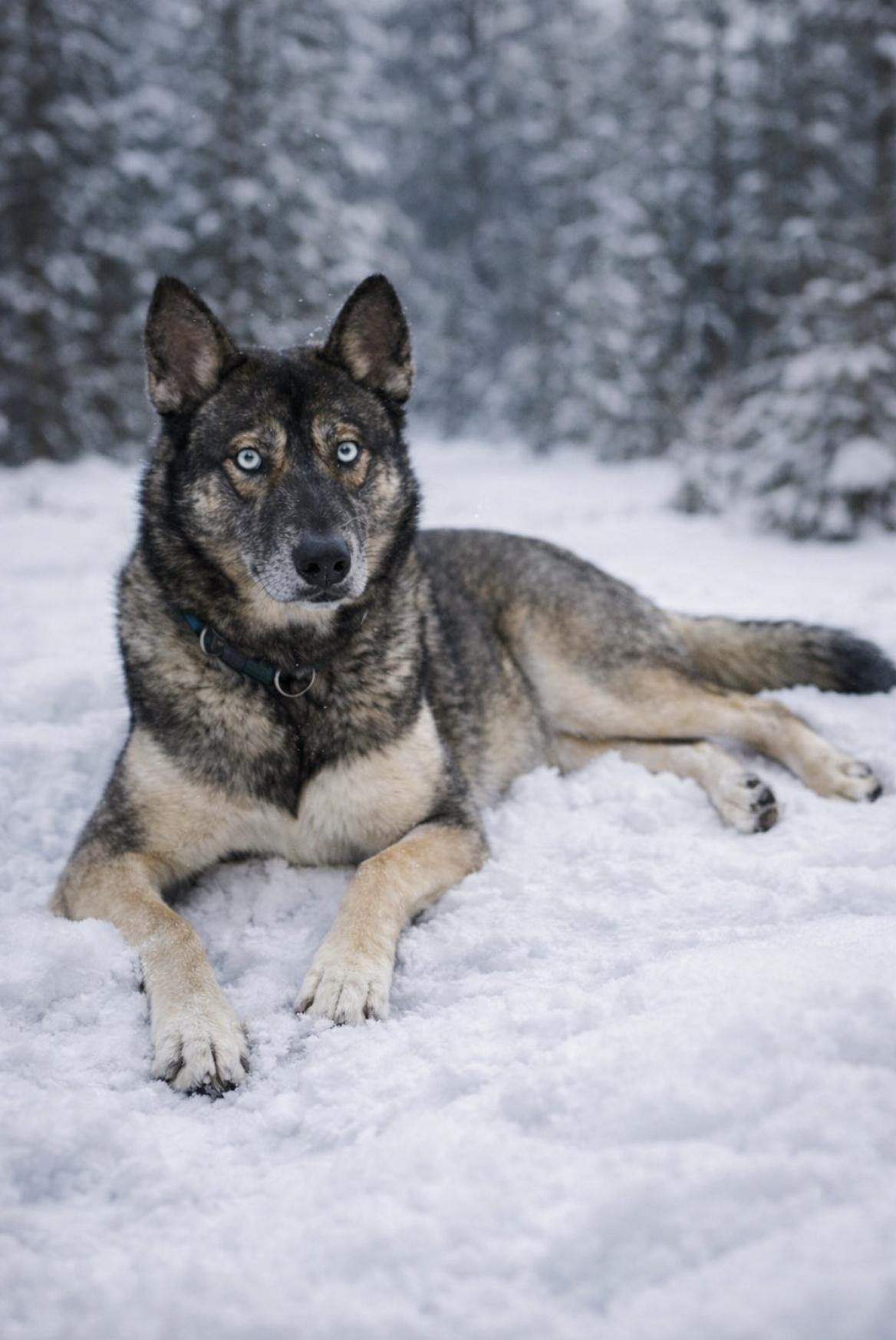 Atticus — thumbnail 5