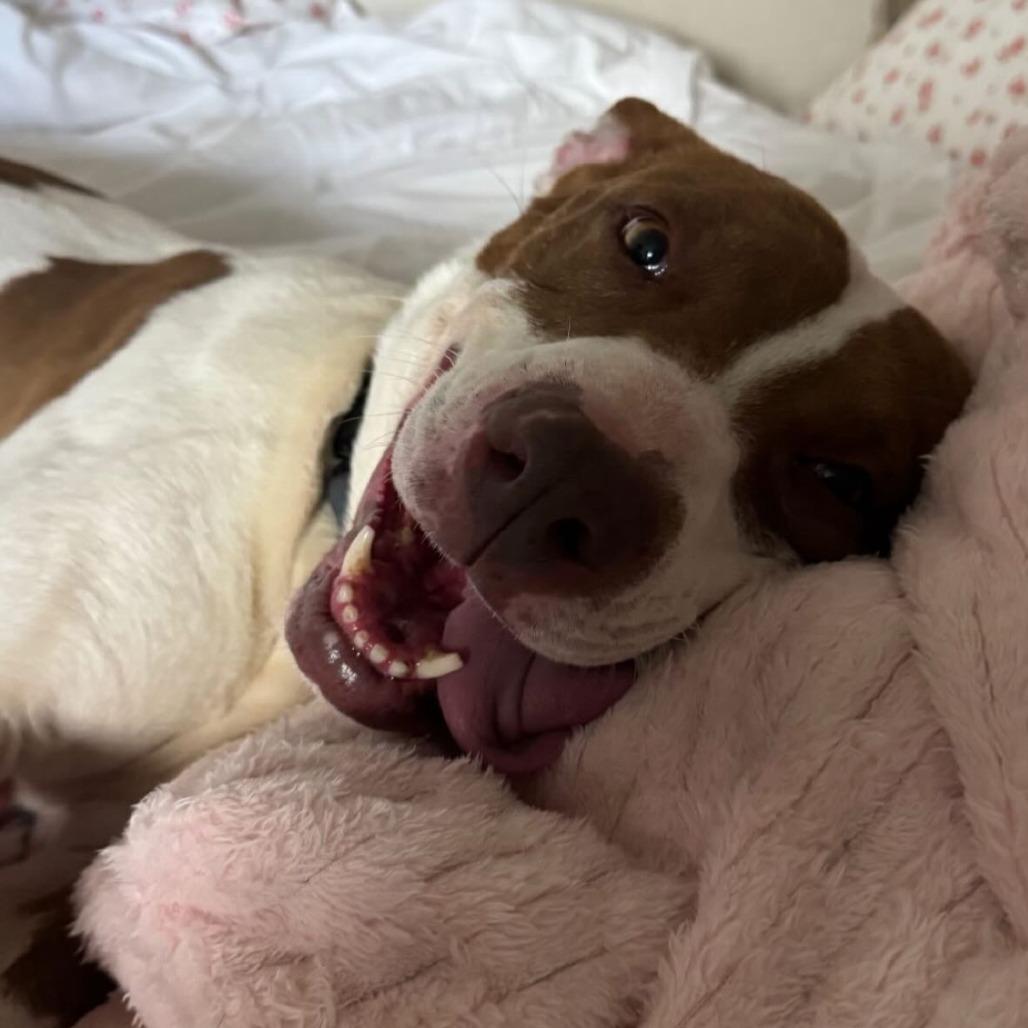 Titi, Adoptable, Adult Female Mixed Breed.