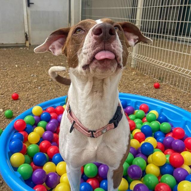 Enlarge Patsy, a Adoptable Mixed Breed in Bentonville, AR image 2/6