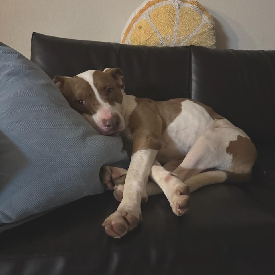 Enlarge Titi, a Adoptable Mixed Breed in Bentonville, AR image 2/6