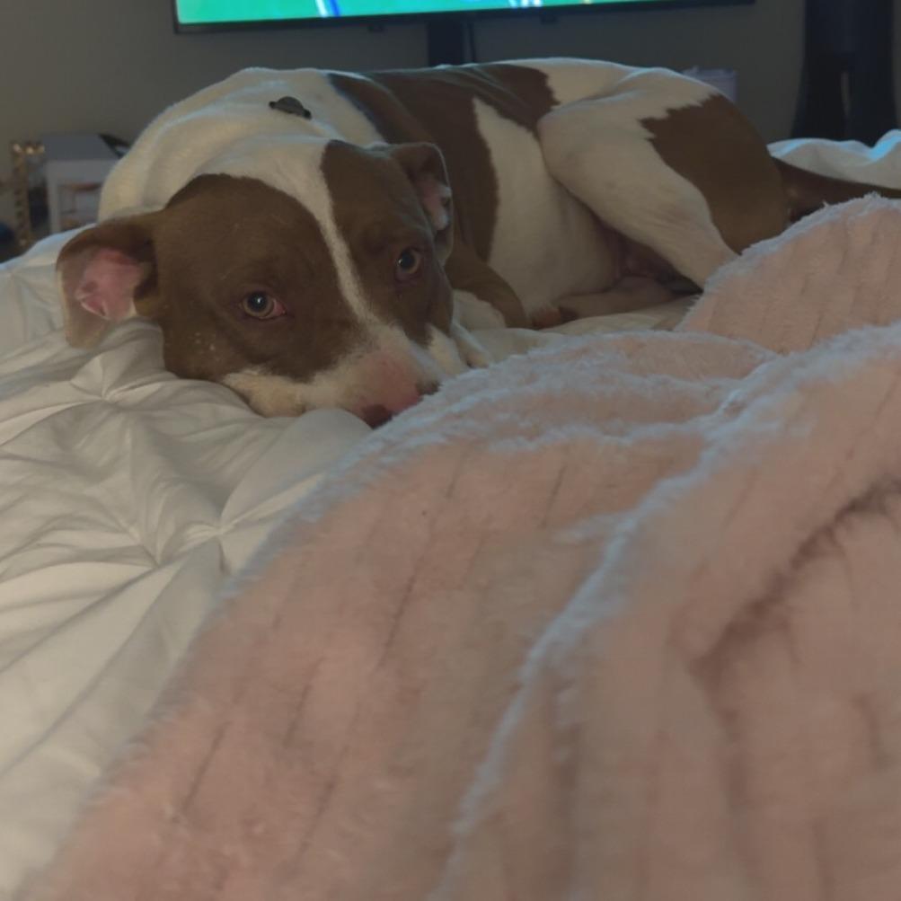 Enlarge Titi, a Adoptable Mixed Breed in Bentonville, AR image 3/6