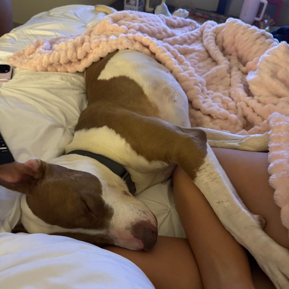 Enlarge Titi, a Adoptable Mixed Breed in Bentonville, AR image 4/6