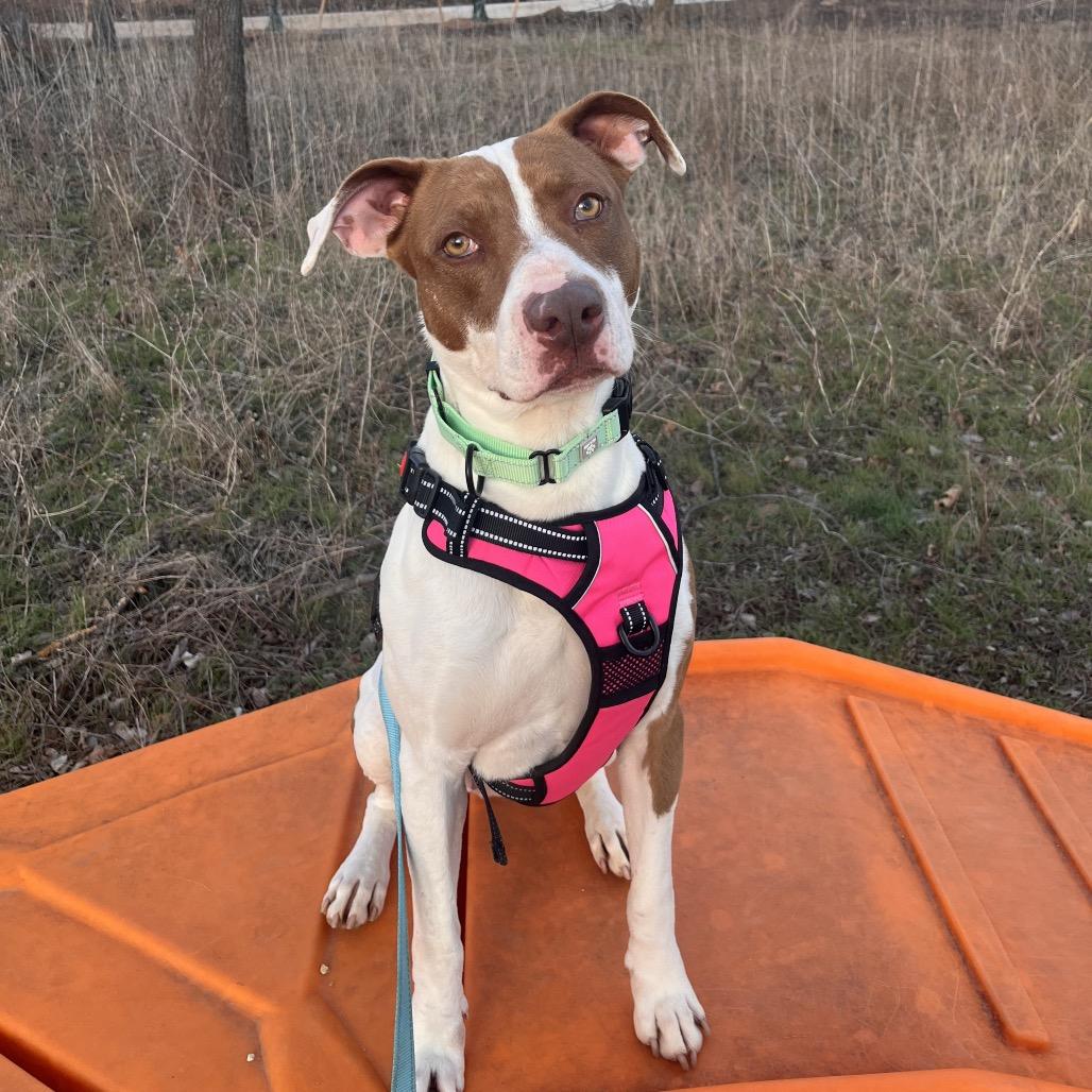 Enlarge Titi, a Adoptable Mixed Breed in Bentonville, AR image 5/6