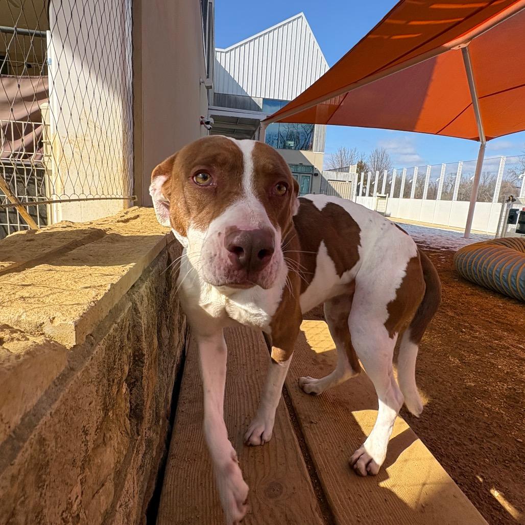 Enlarge Titi, a Adoptable Mixed Breed in Bentonville, AR image 6/6