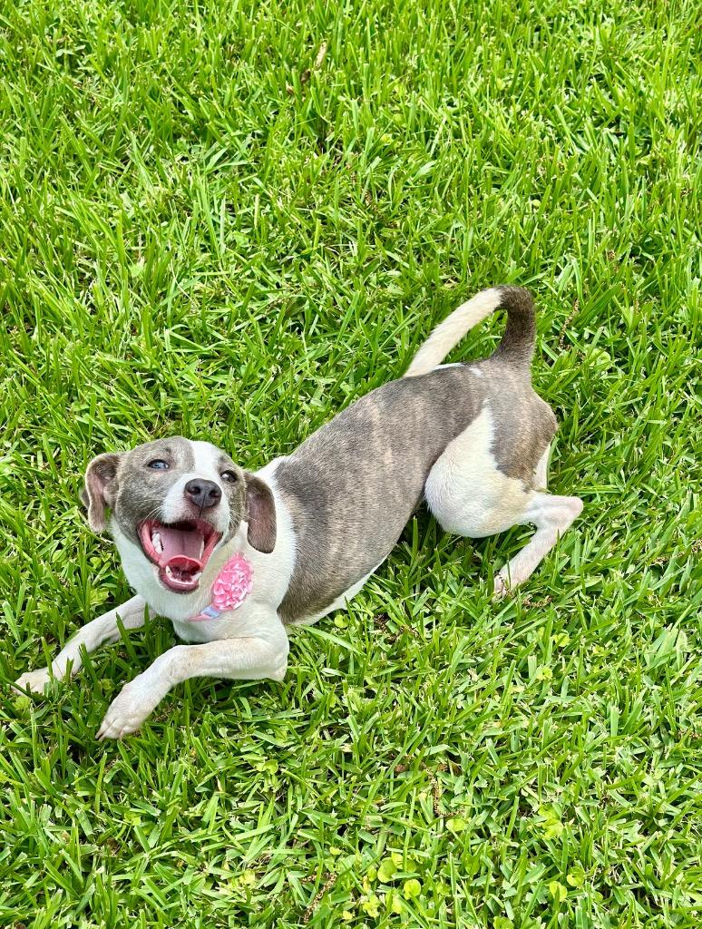 Mercy, Adoptable, Adult Female Mixed Breed.