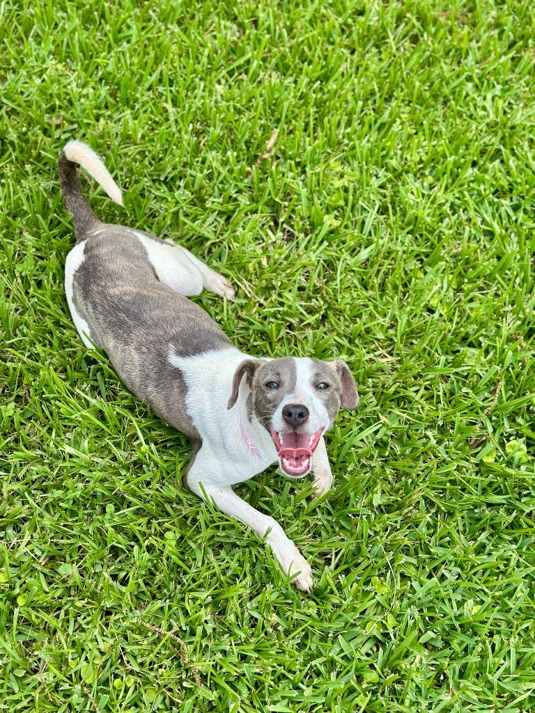 Mercy, a Adoptable mixed breed in St. Francisville, LA image 2/5