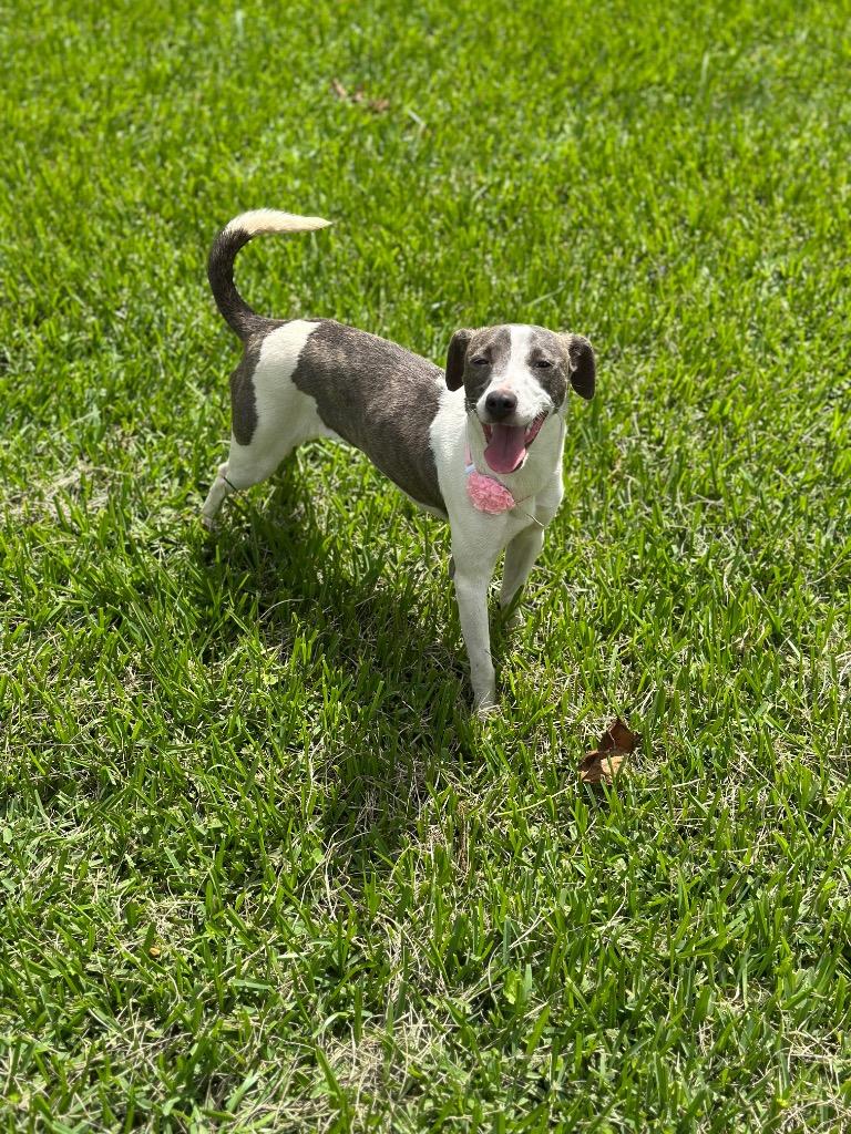 Mercy, a Adoptable mixed breed in St. Francisville, LA image 3/5