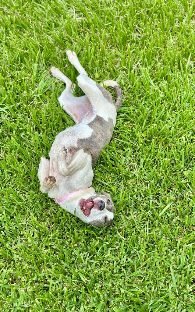 Mercy, a Adoptable mixed breed in St. Francisville, LA image 4/5