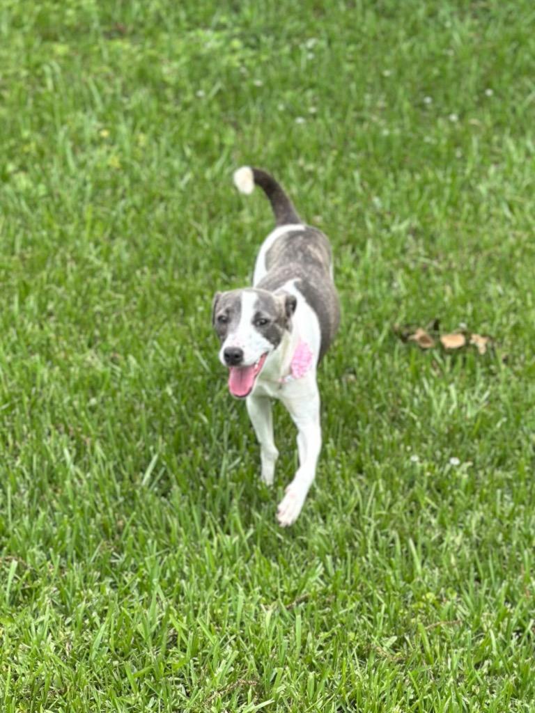 Mercy, a Adoptable mixed breed in St. Francisville, LA image 5/5