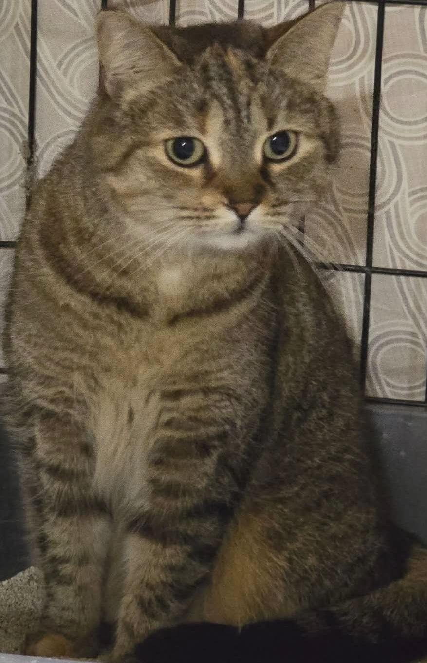 Rosie, an adopted Torbie in Stevensville, ON image 2/2