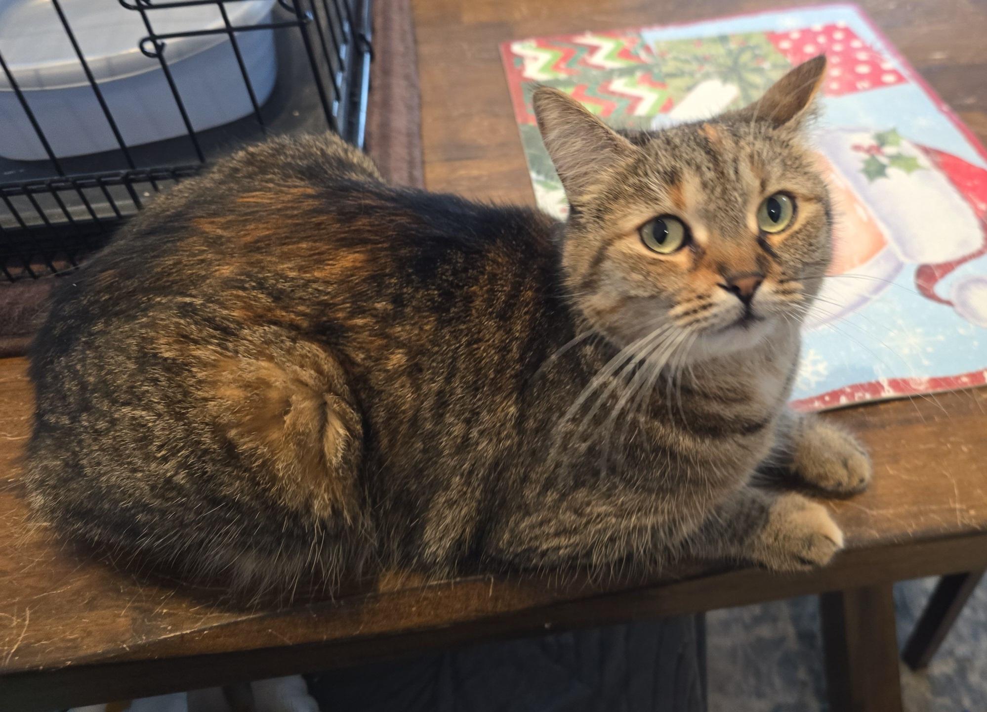 Rosie, adopted, Adult Female Torbie.