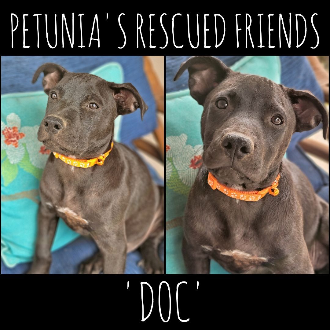 Enlarge Doc., a Adoptable mixed breed in Castroville, TX image 1/4