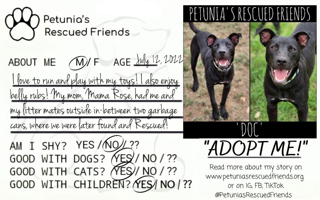 Enlarge Doc., a Adoptable mixed breed in Castroville, TX image 2/4