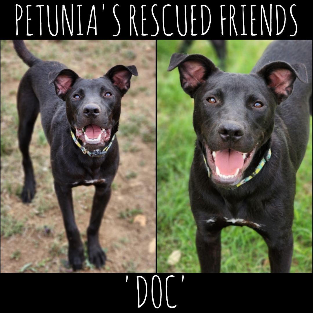 Enlarge Doc., a Adoptable mixed breed in Castroville, TX image 3/4