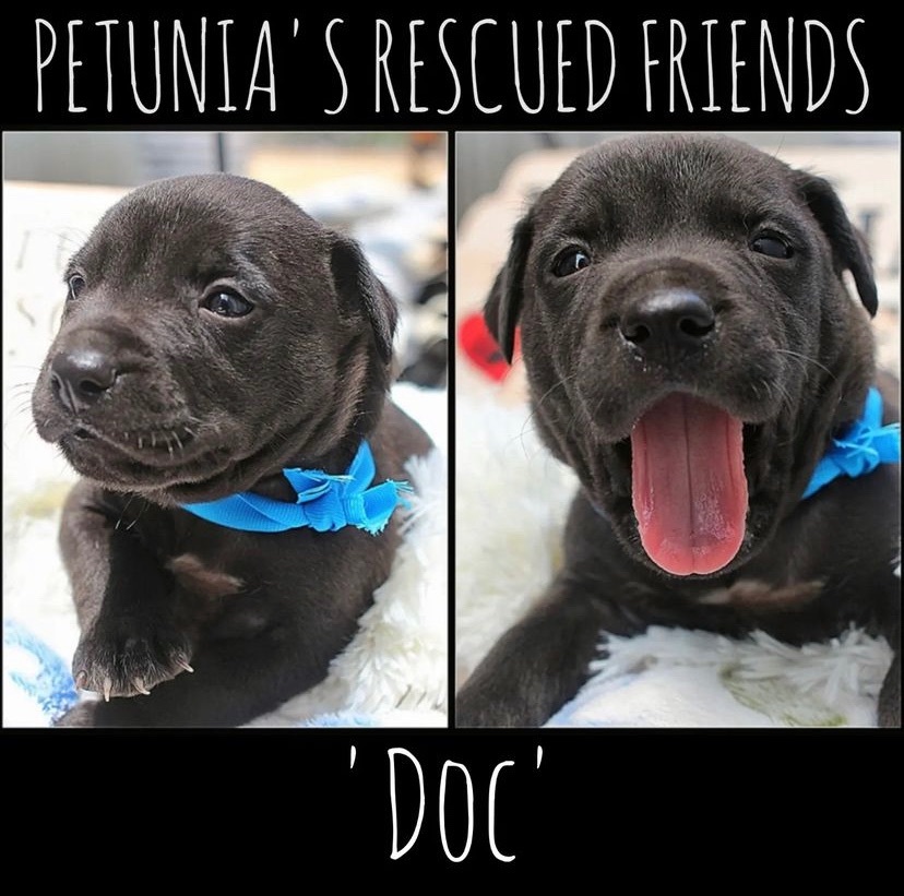 Enlarge Doc., a Adoptable mixed breed in Castroville, TX image 4/4