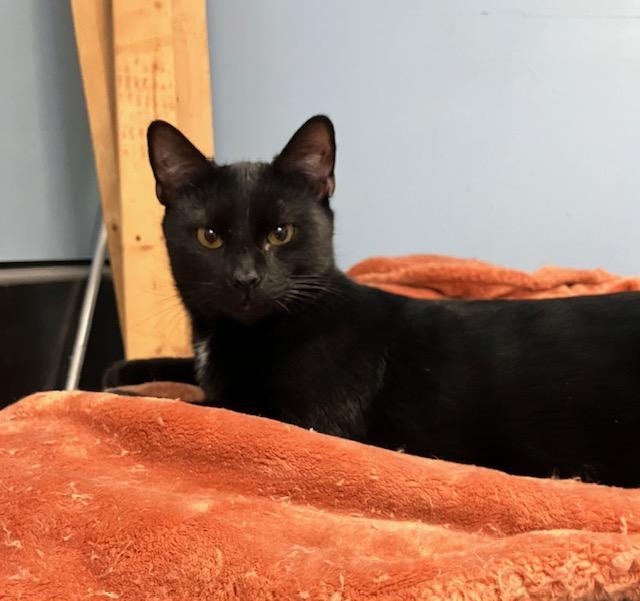 Enlarge Binx, a ADOPTABLE Domestic Short Hair in Shippensburg, PA image 2/3