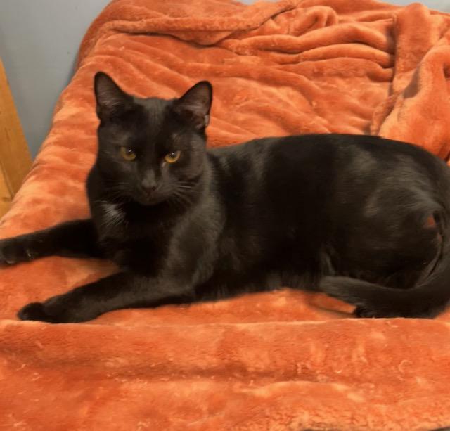 Binx, ADOPTABLE, Adult Male Domestic Short Hair.