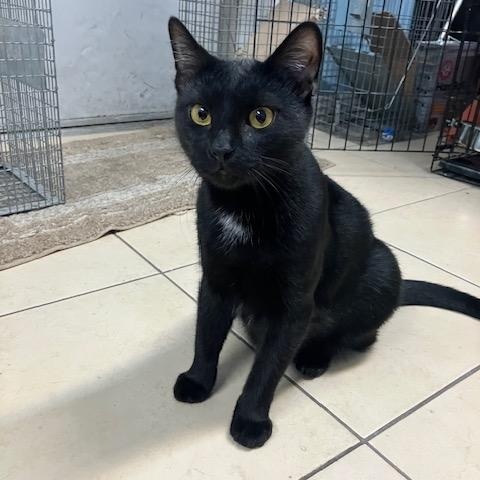 Enlarge Binx, a ADOPTABLE Domestic Short Hair in Shippensburg, PA image 3/3