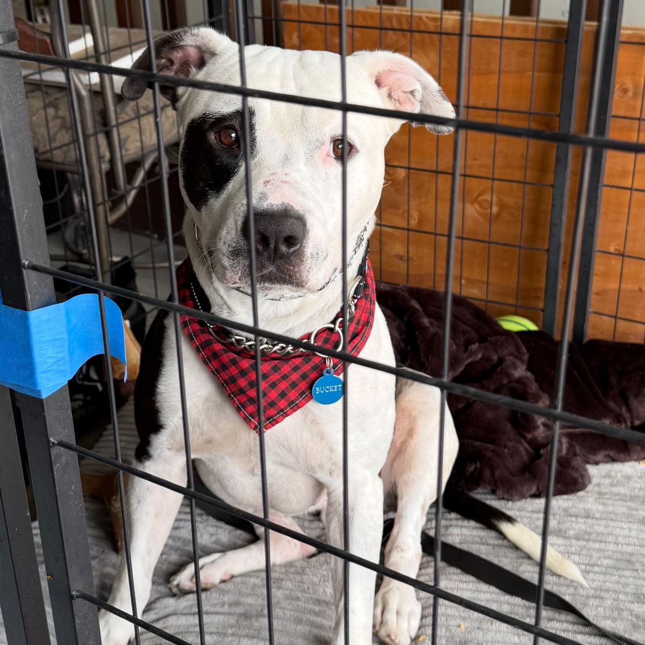 Enlarge Bucket, a Adoptable Pit Bull Terrier in Canyon Country , CA image 3/3