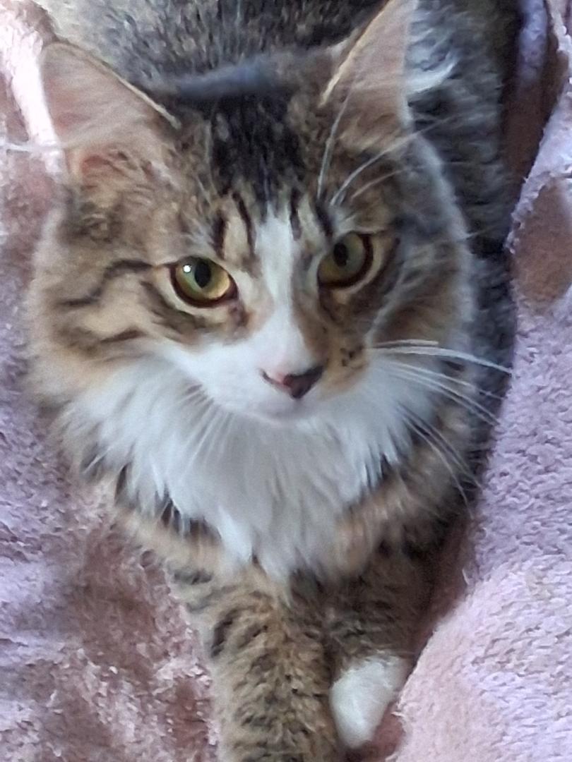 Enlarge Statler & Waldorf, a ADOPTABLE Domestic Medium Hair in Garrett Park, MD image 5/6