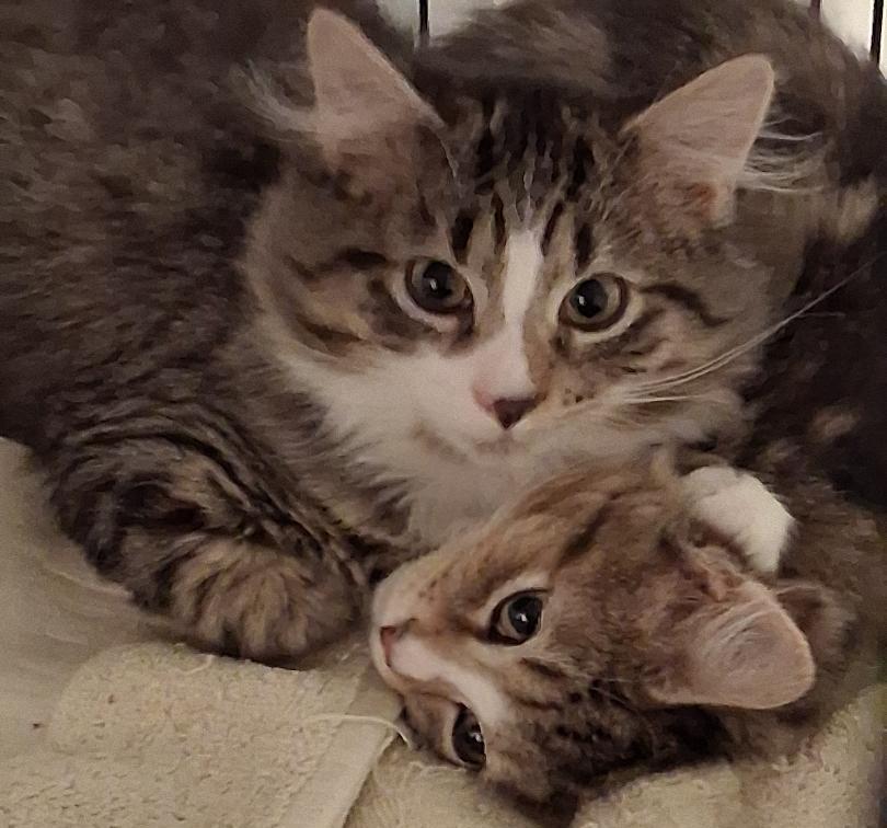 Enlarge Statler & Waldorf, a ADOPTABLE Domestic Medium Hair in Garrett Park, MD image 6/6