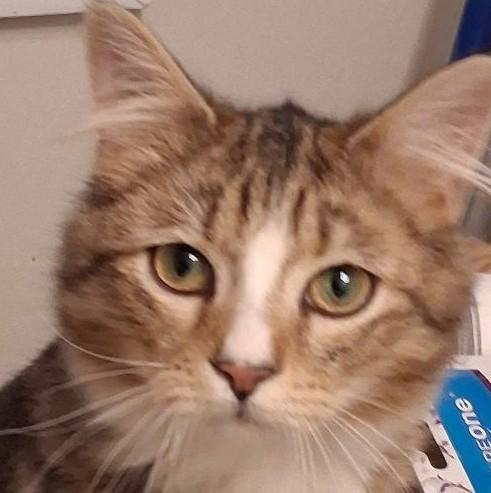 Enlarge Statler & Waldorf, a ADOPTABLE Domestic Medium Hair in Garrett Park, MD image 2/6