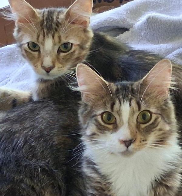 Statler & Waldorf, ADOPTABLE, Kitten Male Domestic Medium Hair.