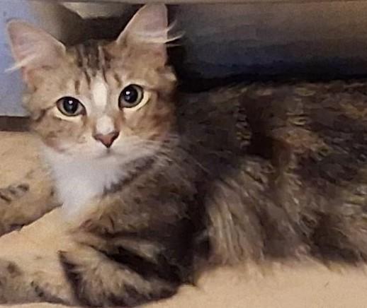 Enlarge Statler & Waldorf, a ADOPTABLE Domestic Medium Hair in Garrett Park, MD image 4/6
