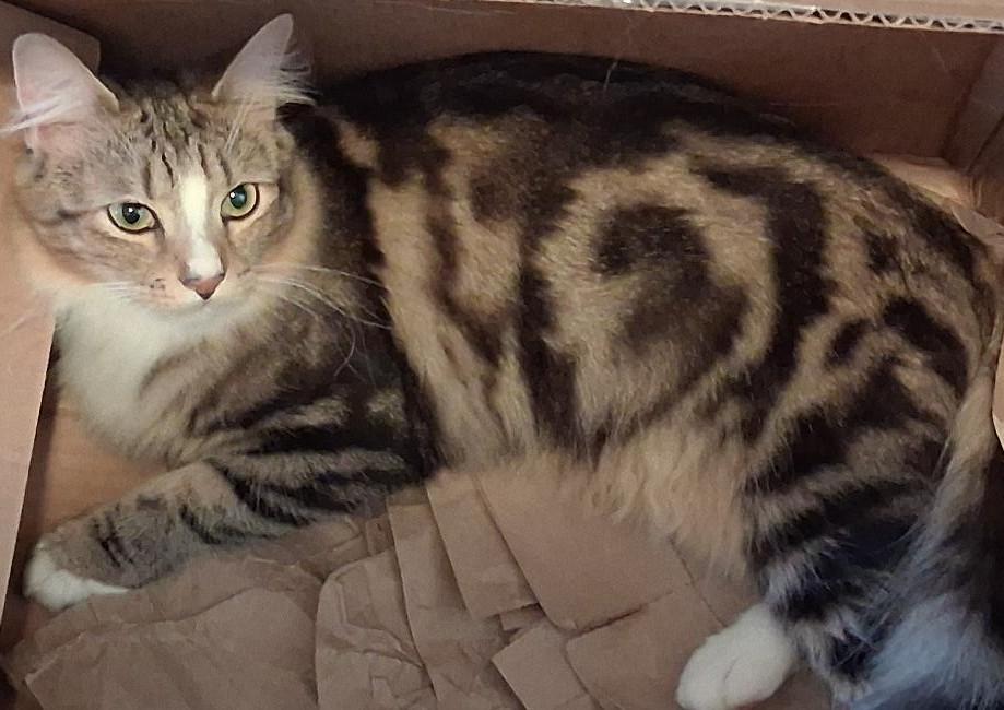 Enlarge Statler, a Adoptable Domestic Medium Hair in Garrett Park, MD image 4/6
