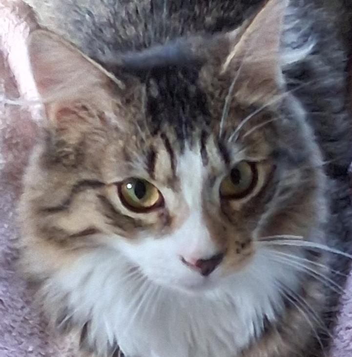 Enlarge Statler & Waldorf, a ADOPTABLE Domestic Medium Hair in Garrett Park, MD image 3/6