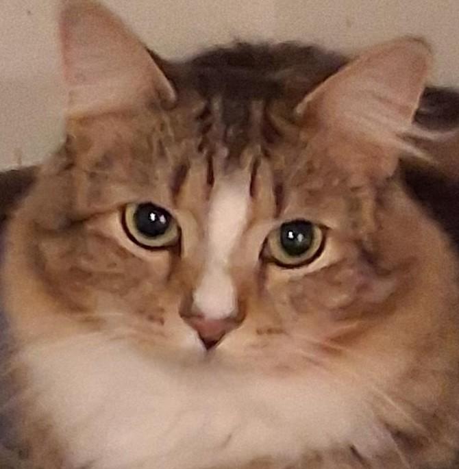 Statler, Adoptable, Young Male Domestic Medium Hair.