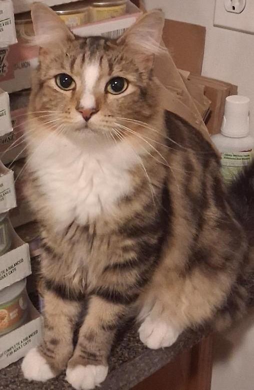 Enlarge Statler, a Adoptable Domestic Medium Hair in Garrett Park, MD image 2/6
